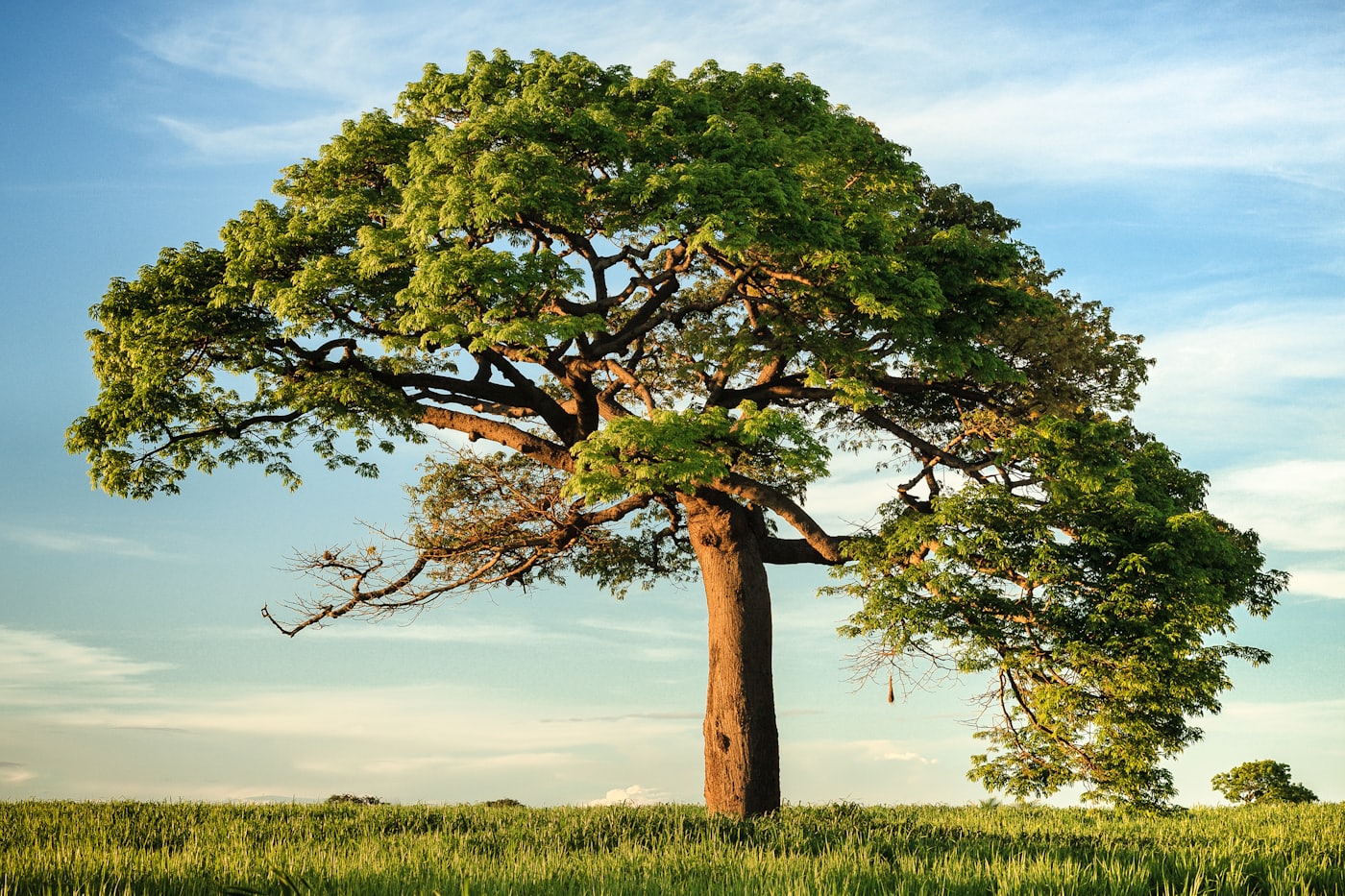A lone tree in golden evening light